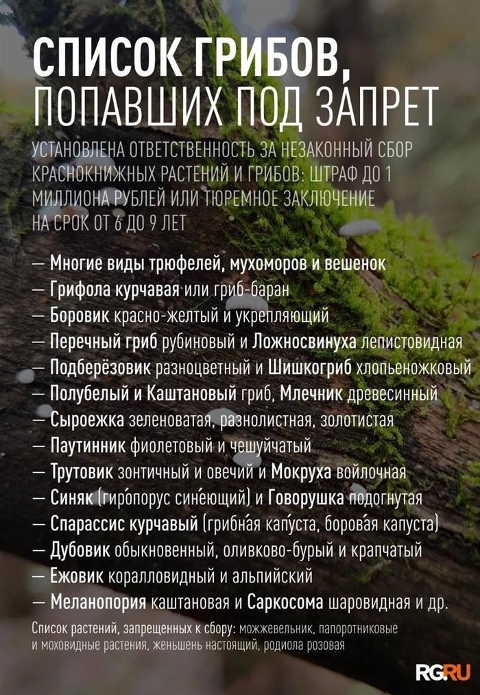 Какие грибы входят в список особо ценных грибов